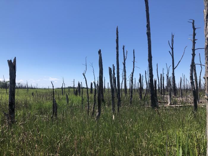 Ghost forest