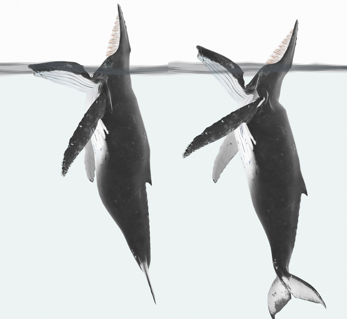 Diagram of humpback engaged in trap feeding