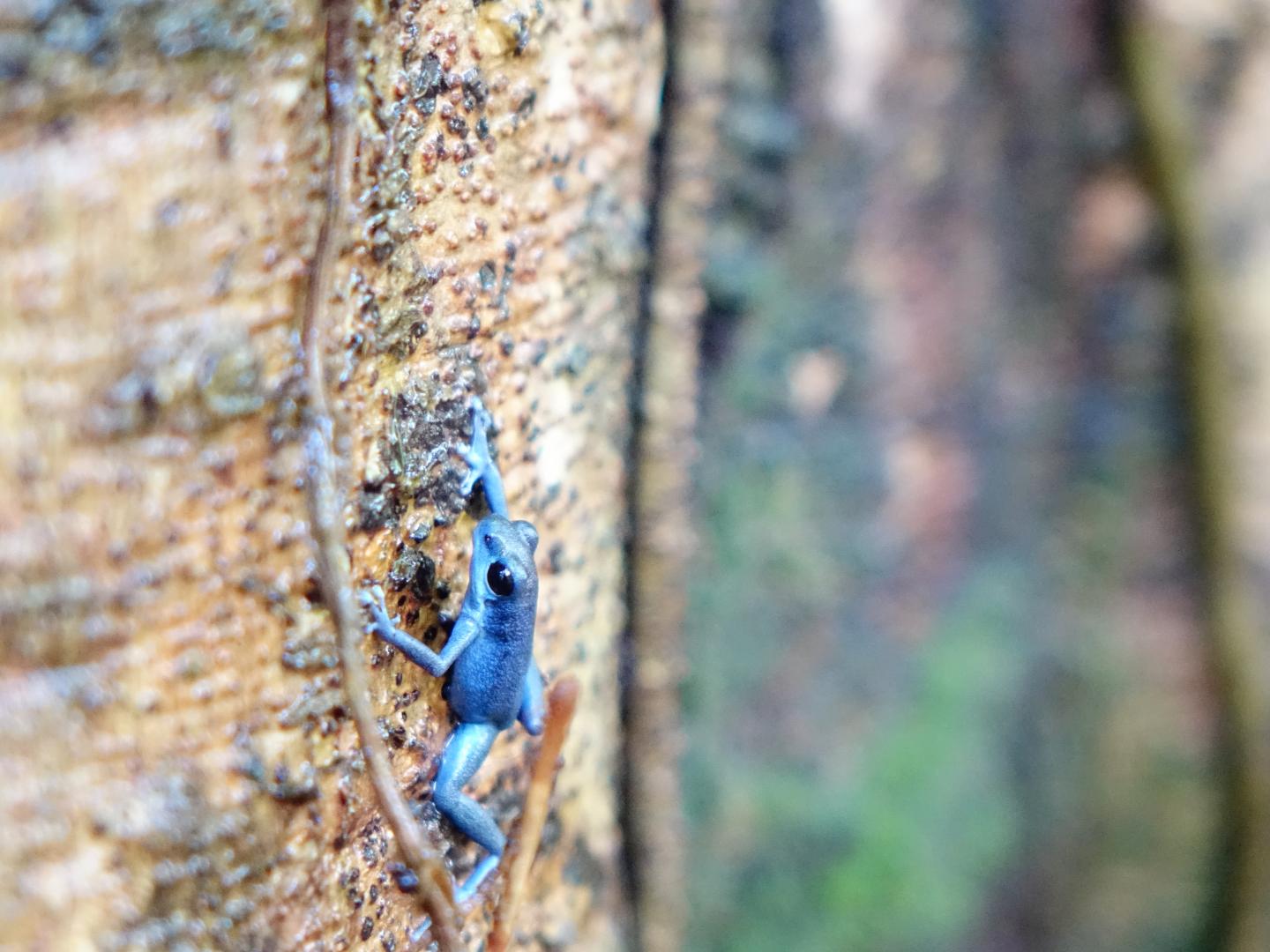 Imprinting Behaviors in Animals Could Lead to Formation of New Species