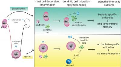 Muted Immune Memory In Bladder Infections