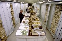 The US National Herbarium at the Smithsonian's NMNH