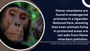 Flame Retardants in Primates