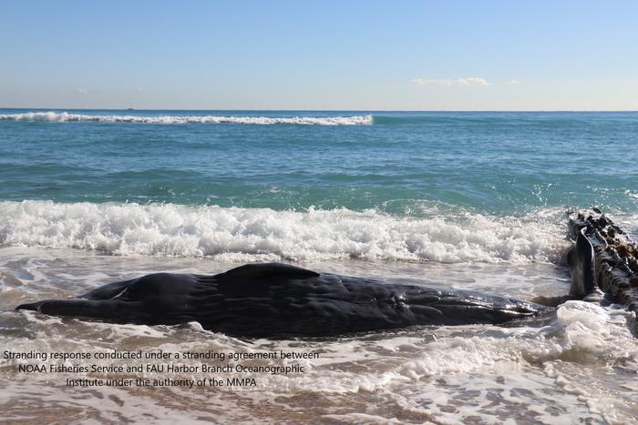 Stranded whale