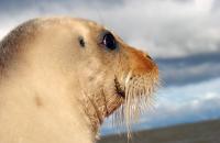 Bearded seal face closeup