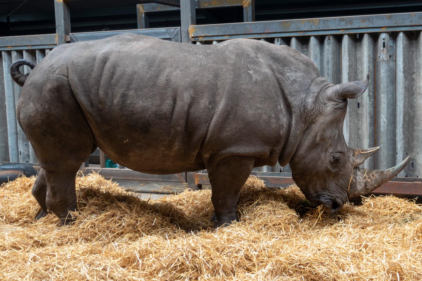 The Southern White Rhino Makena