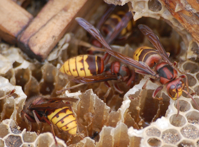 Hornet (Vespa crabro) that emits a defensive "distress" buzz