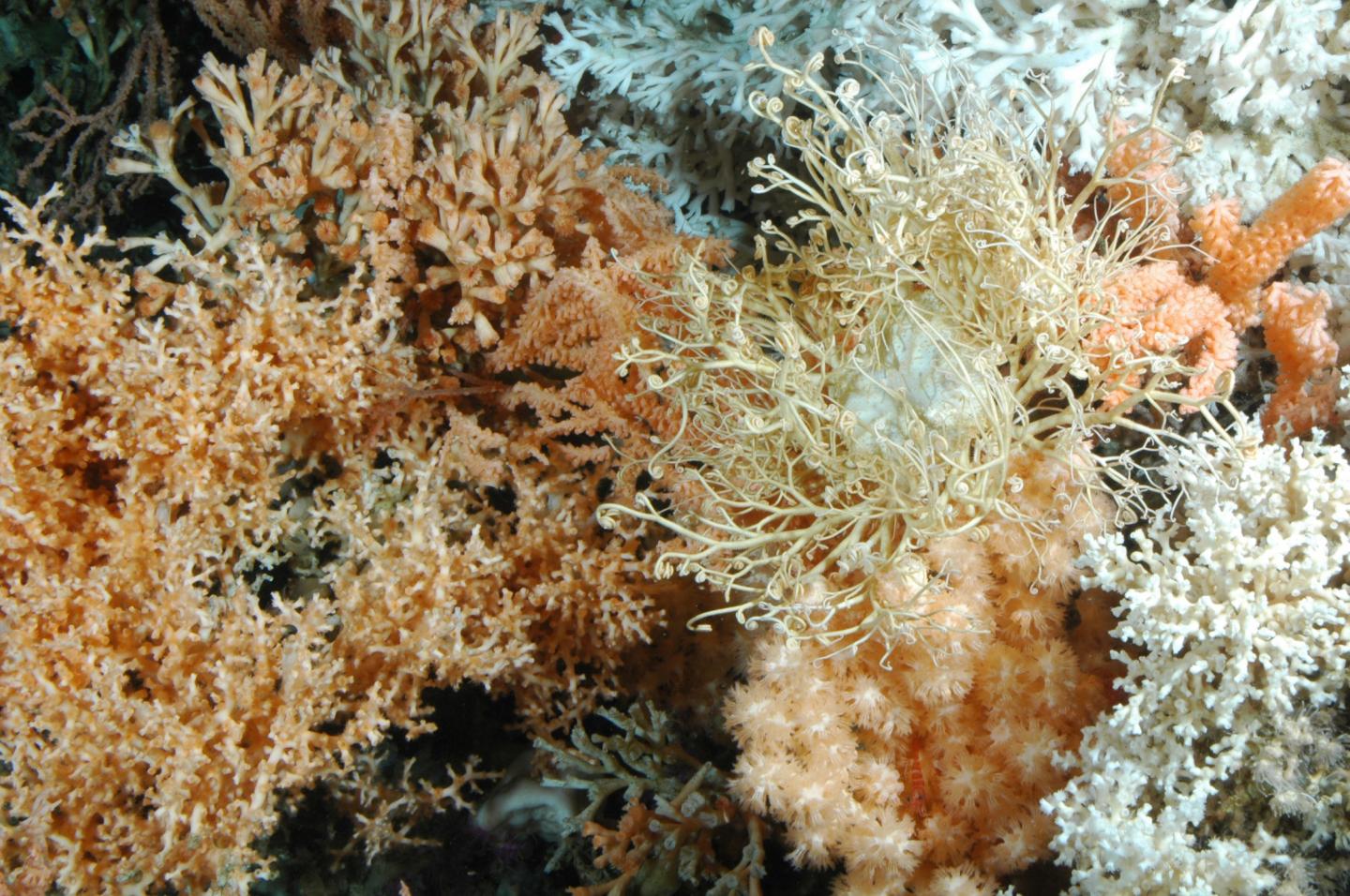 Cold-Water Coral Reef in Norway