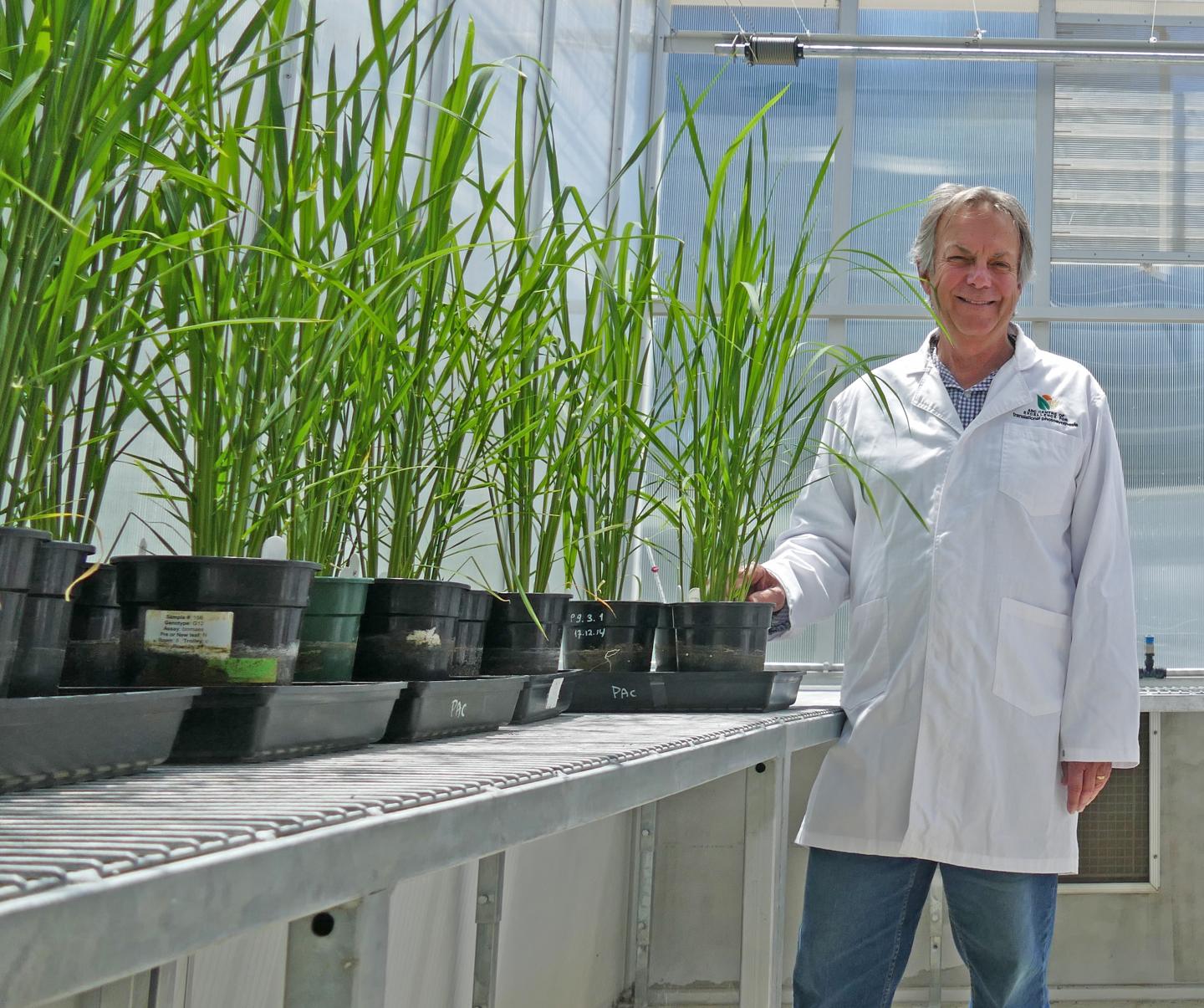 Bob Furbank, Director of the ARC Centre of Excellence for Translational Photosynthesis