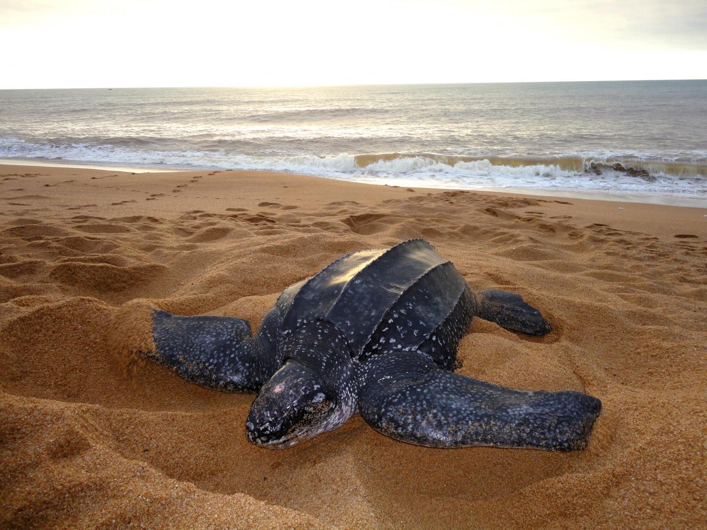 Leatherback Turtle