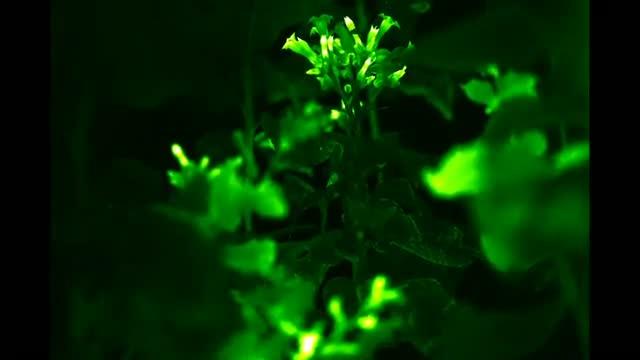 Glowing Plants Compilation Video