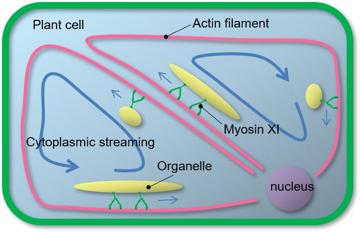 Cytoplasmic Streaming