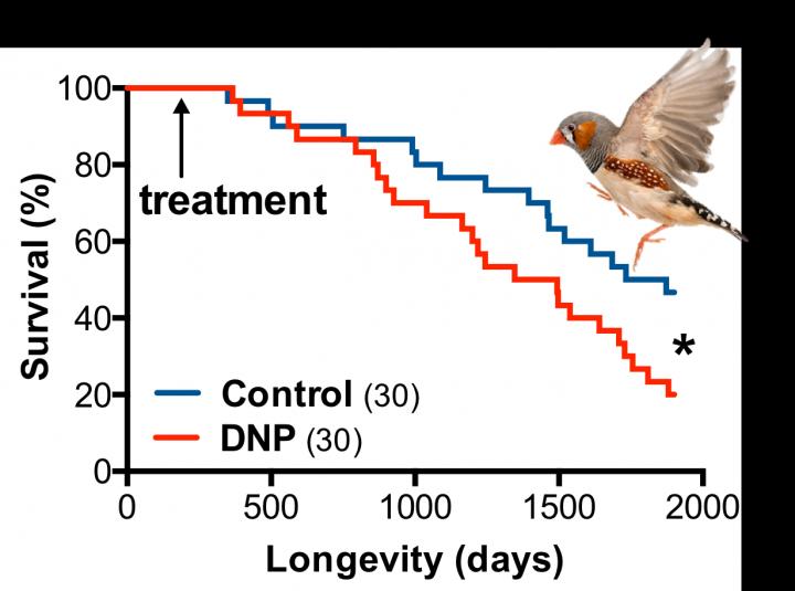 DNP reduces zebra finches' lifespan