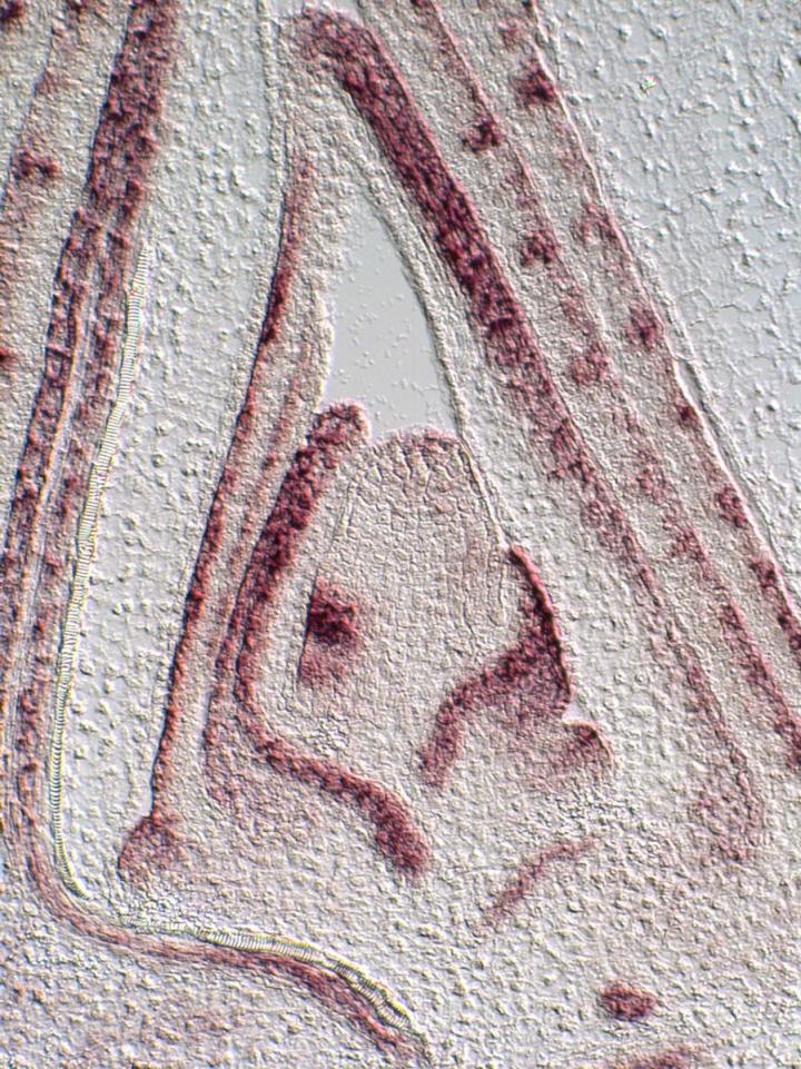 Stem of a Maize Seedling