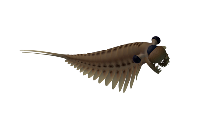 Reconstruction of Stanleycaris [IMAGE] EurekAlert! Science News Releases