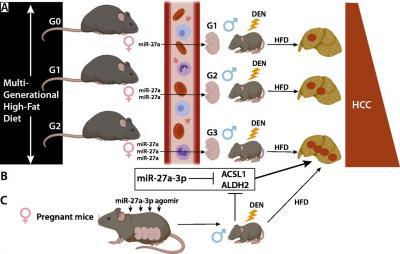 Multigenerational High-Fat Diet Predisposes the Offspring to Chemical Hepatocarcinogenesis