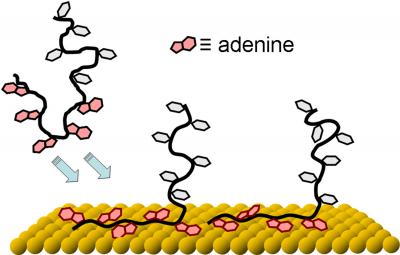 Adenine 'Tails' Make Tailored Anchors for DNA
