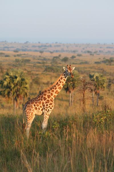 African Savanna