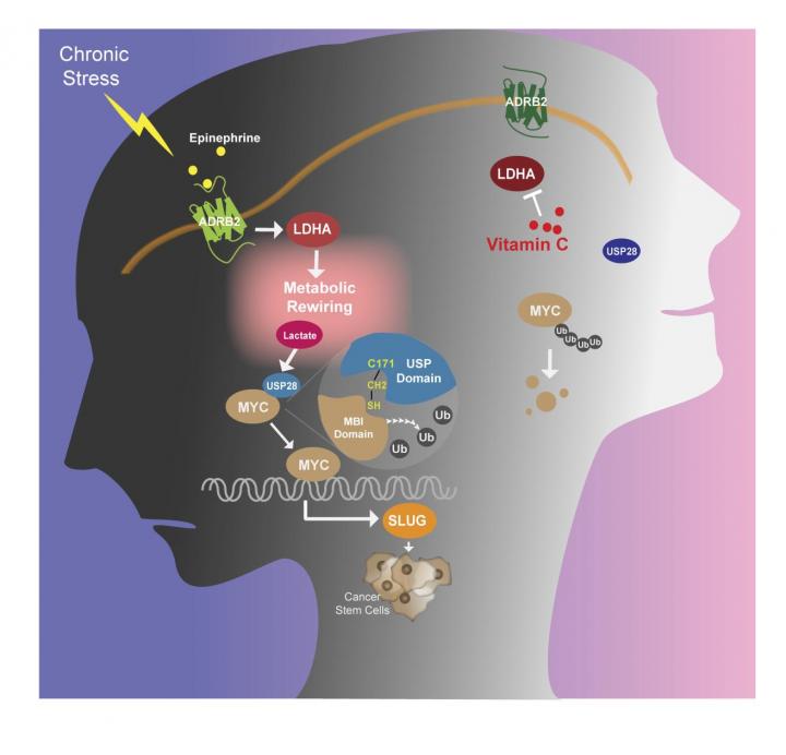 the-dangers-and-effects-of-chronic-stress