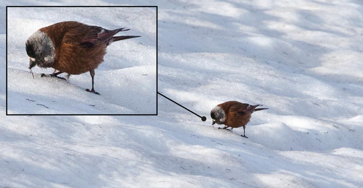 Gray-Crowned Rosy Finch