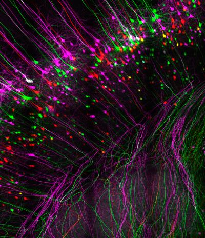 A Network of Neurons