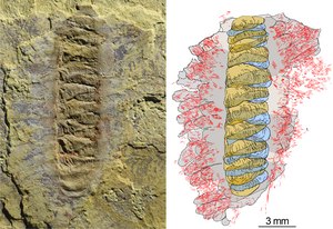 The fossil Wufengella