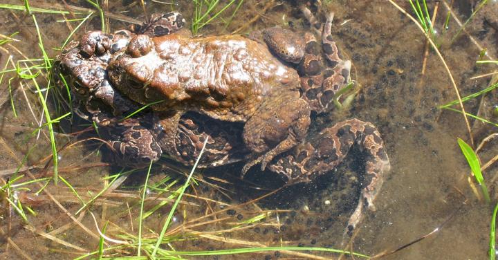 Breeding Pair of Yosemite Toads