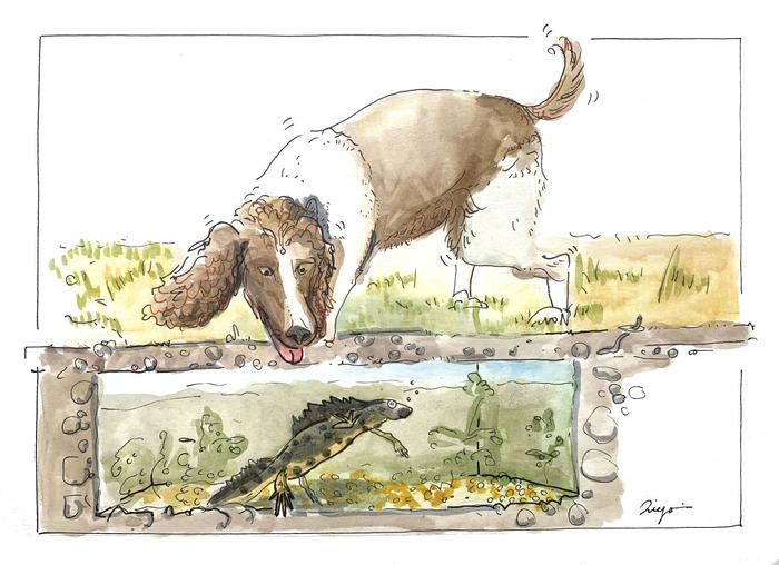 An experimental assessment of detection dog ability to locate great crested newts (Triturus cristatus) at distance and through soil