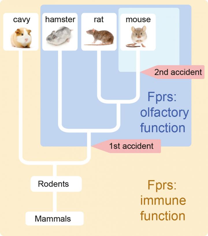 Two Genomics Accidents