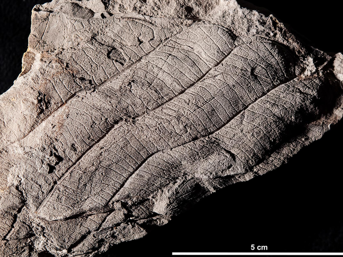 Dipterocarp fossil