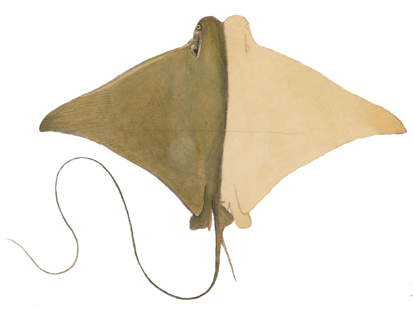 Brazilian Cow Nose Ray