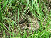 Eastern Massasauga Rattlesnakes In Decline