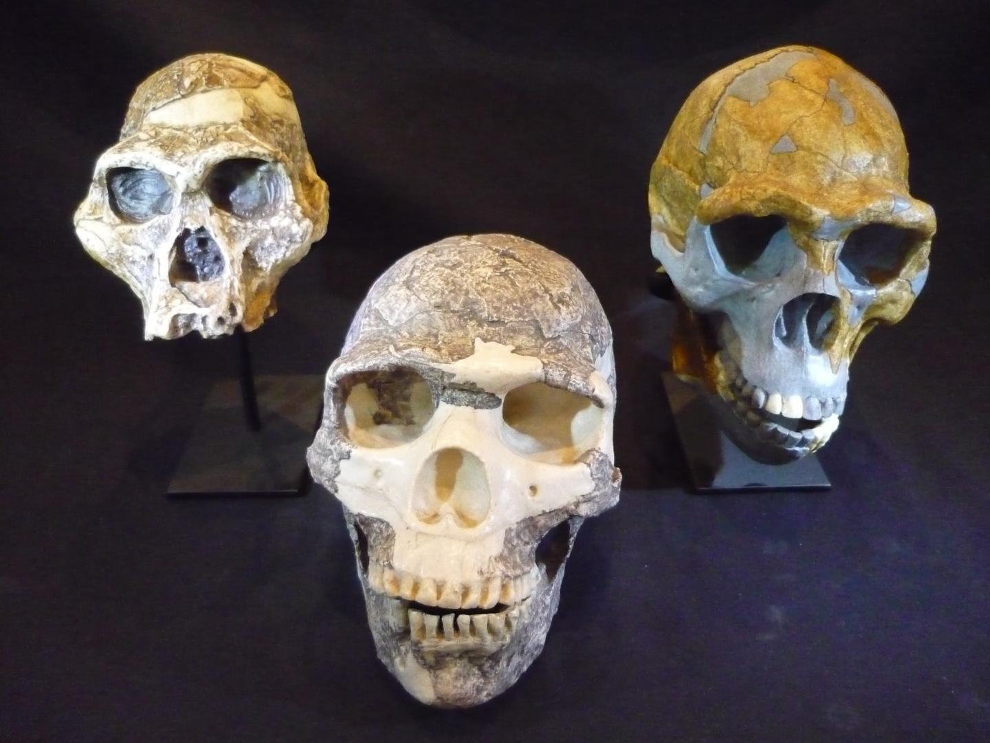 Hominin Skull Casts