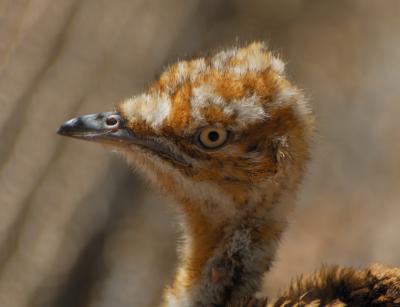 Houbara Bustard Chick