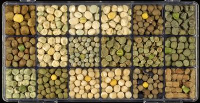 Pea Genetic Diversity