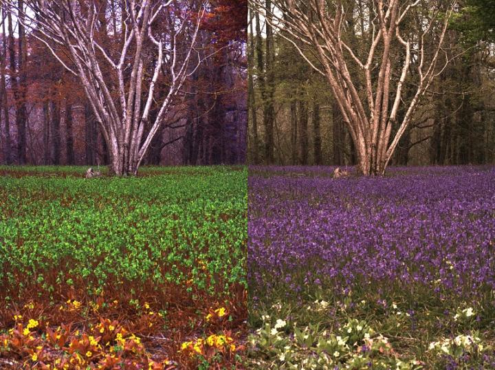 Changing Perspectives -- Human vs Bee