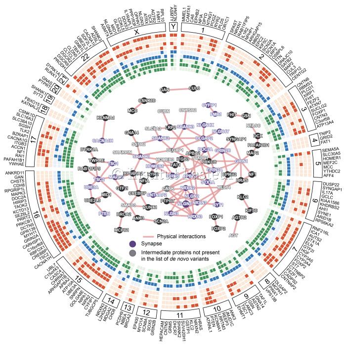 A map showing autism vulnerability genes over the entire genome (©Institut Pasteur).