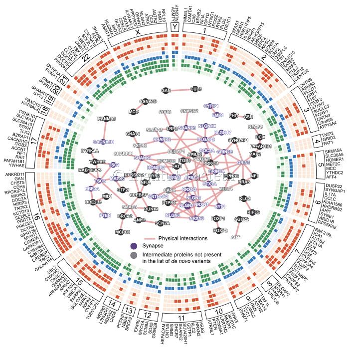 A map showing autism vulnerability genes over the entire genome (©Institut Pasteur).