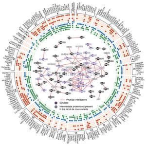 A map showing autism vulnerability genes over the entire genome (©Institut Pasteur).