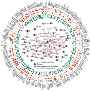 A map showing autism vulnerability genes over the entire genome (©Institut Pasteur).