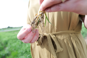 Barley roots with nodules, grown as part of an ENSA related field trial in Cambridge (Photo Credit: the Crop Science Centre)