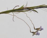 Close up of the Delicate Flower and Thread-Like Flower Stalks of <em>Psoralea Cataracta</em>