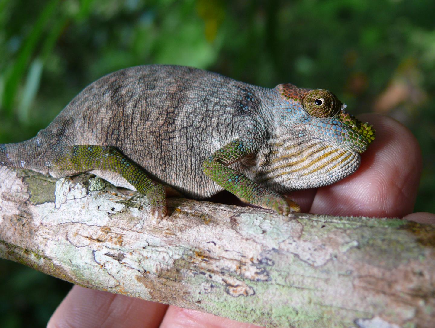 Magombera Chameleon, Kinyongia Magomberae