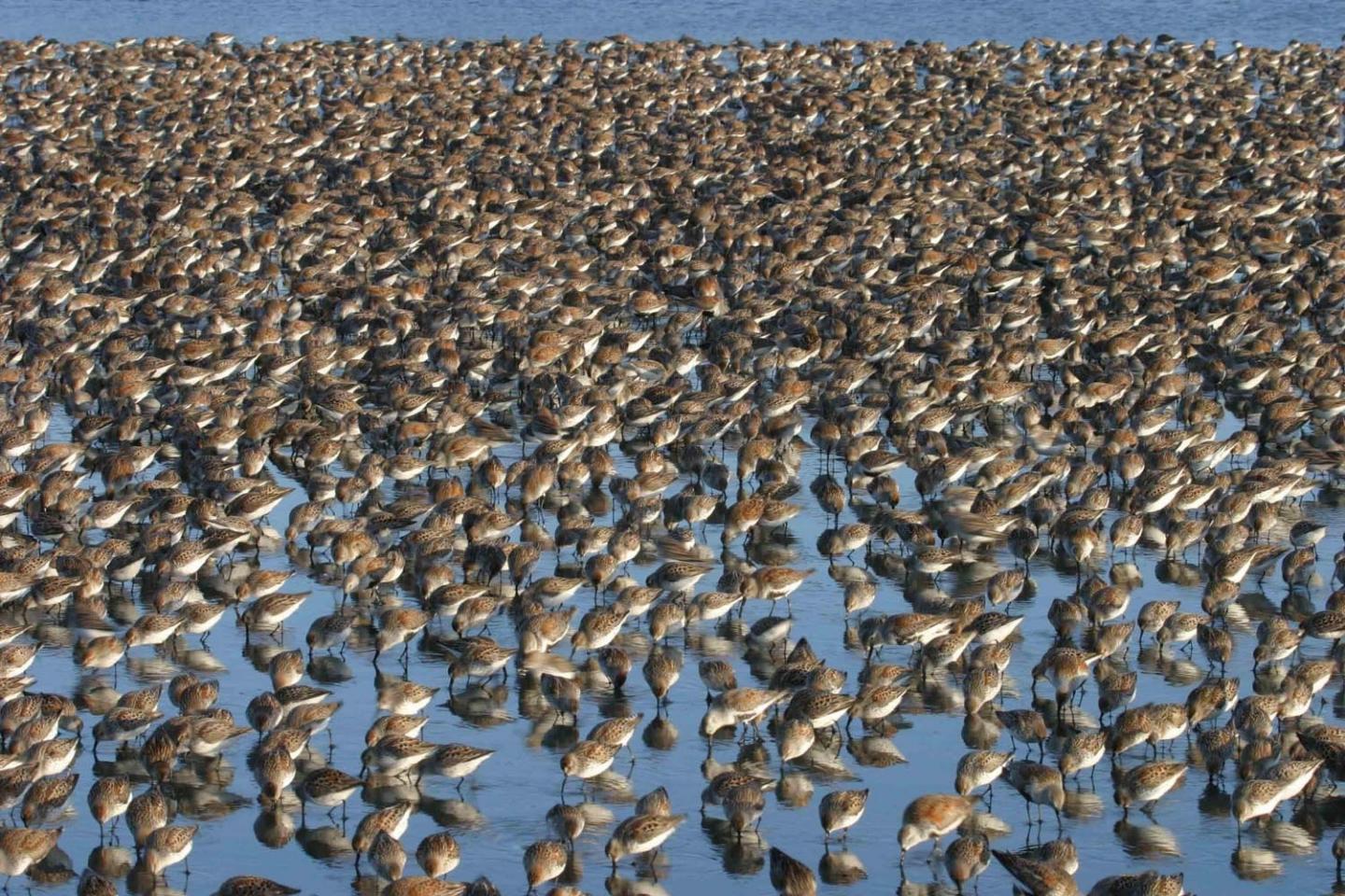 Habitat for Rent Conserving Migratory Birds EurekAlert!