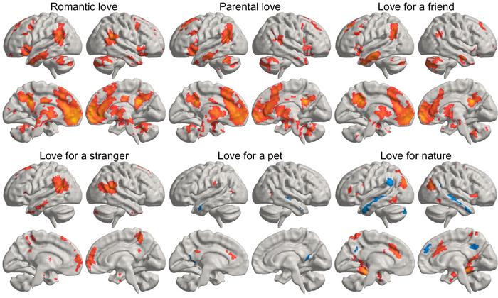 The brain in love.