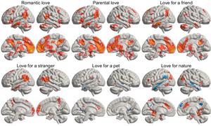 The brain in love.