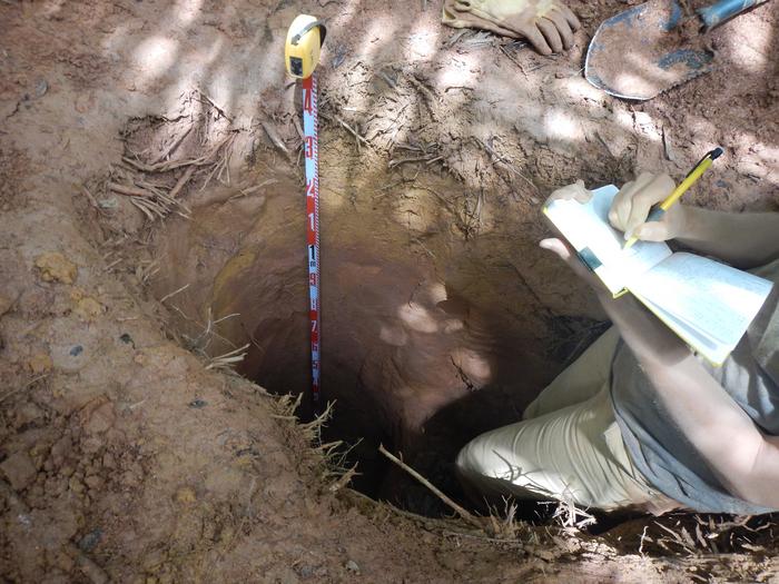 Bioturbated soil in Puerto Rico