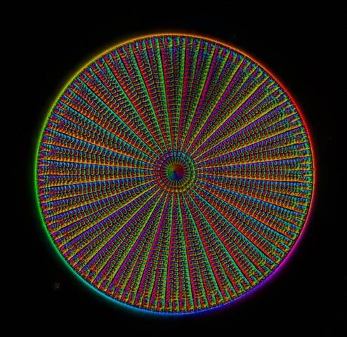 Diatom Arachnoidiscus