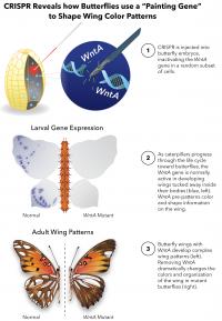 CRISPR Reveals how Butterflies use a 'Painting Gene' to Shape Wing Color Patterns