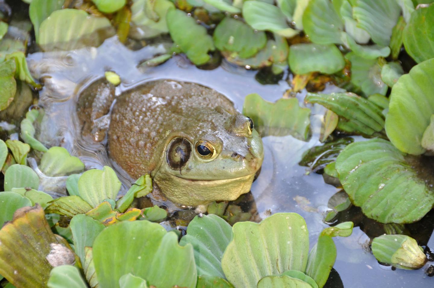 A Deadly Fungus Afflicting Amphibians Arose in Korea, Spread Via Human Trade (1 of 1)