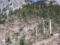 China's Old-Growth Himalayan Forests Disappearing Despite Government Policies (1 of 2)
